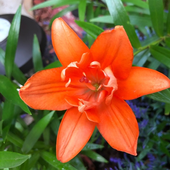 Meet your Posher, Mellissa - Picture 1 of 1